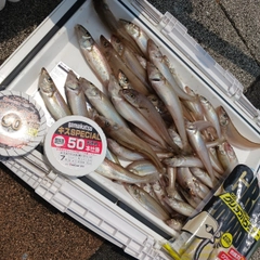 シロギスの釣果