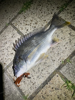 キビレの釣果