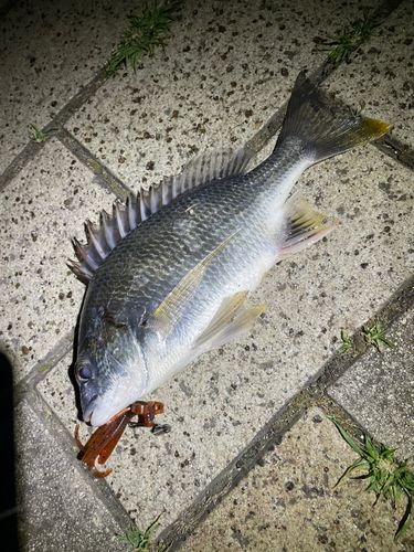 キビレの釣果