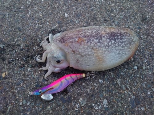 シリヤケイカの釣果