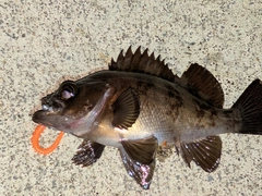 メバルの釣果