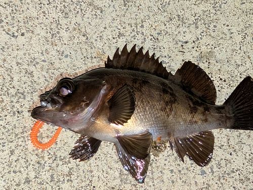 メバルの釣果
