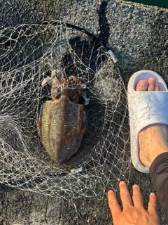 モンゴウイカの釣果