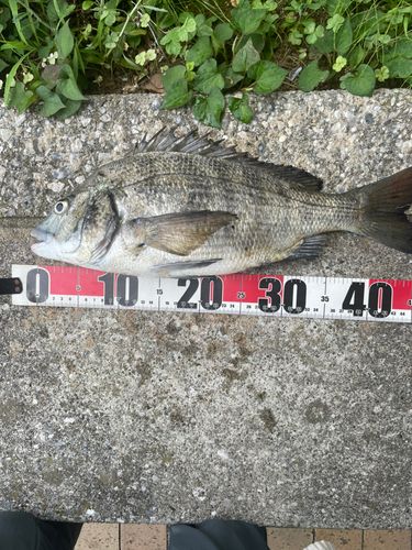 クロダイの釣果