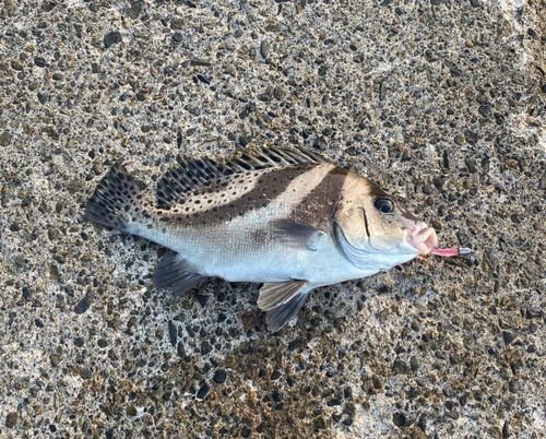 コショウダイの釣果