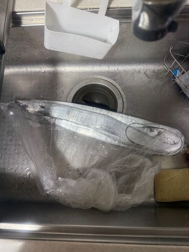 タチウオ