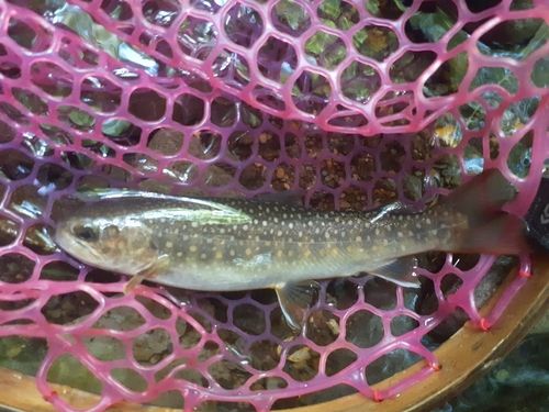 イワナの釣果
