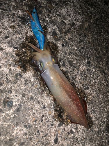 ケンサキイカの釣果