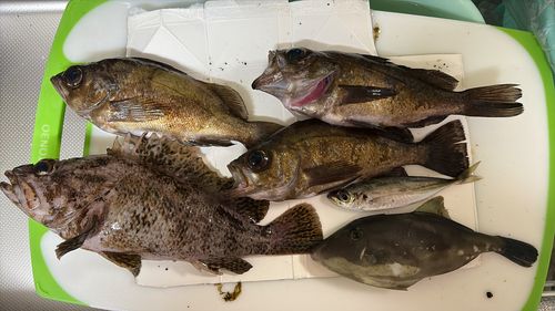 ムラソイの釣果