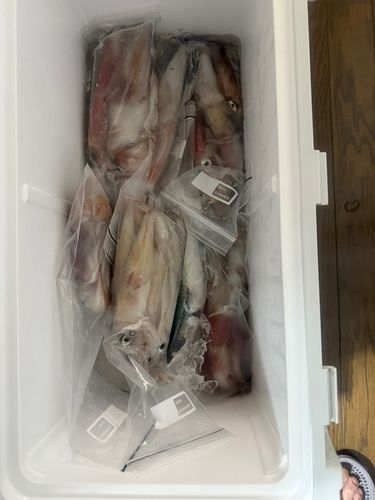 ケンサキイカの釣果