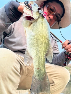 ブラックバスの釣果