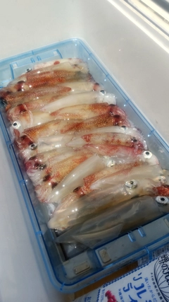 マルイカの釣果