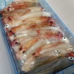マルイカ