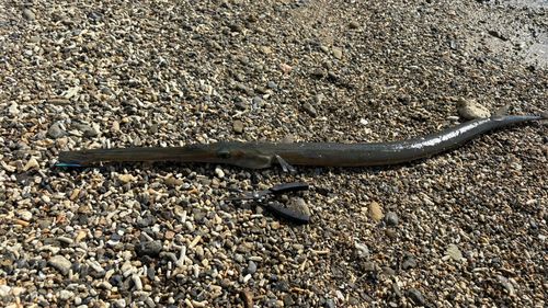 アオヤガラの釣果