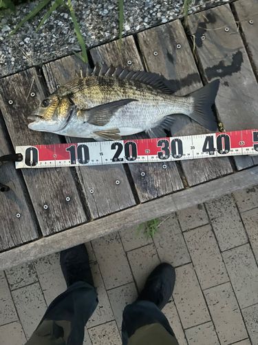 クロダイの釣果