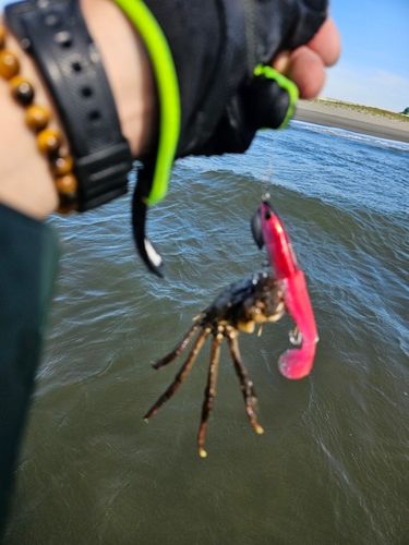 モクズガニの釣果