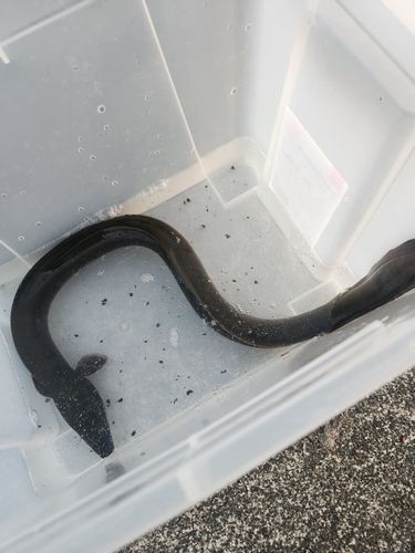 ニホンウナギの釣果