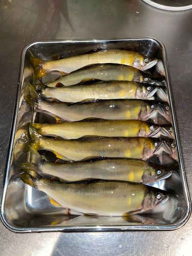 アユの釣果
