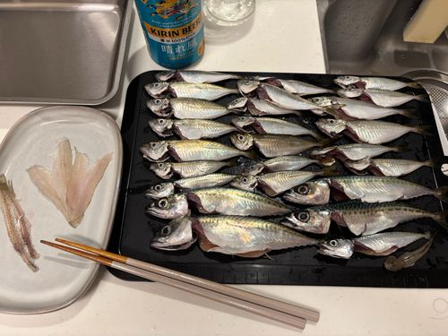 メゴチの釣果