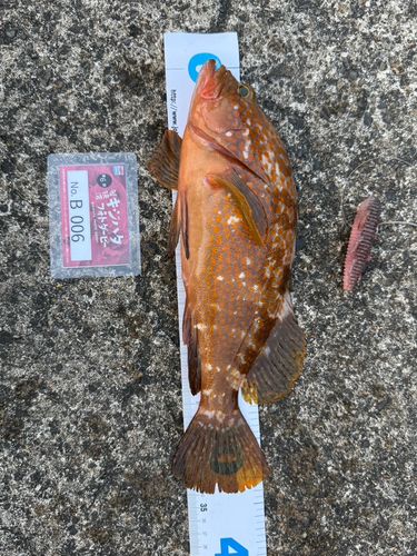 キジハタの釣果