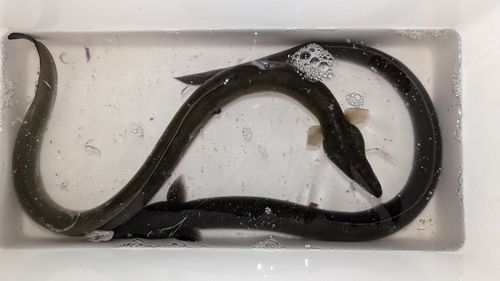 ウナギの釣果