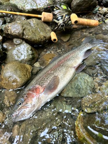 ニジマスの釣果
