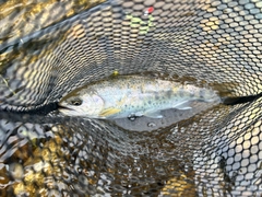 ヤマメの釣果