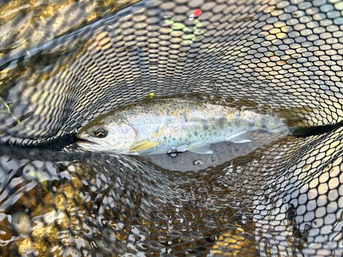 ヤマメの釣果