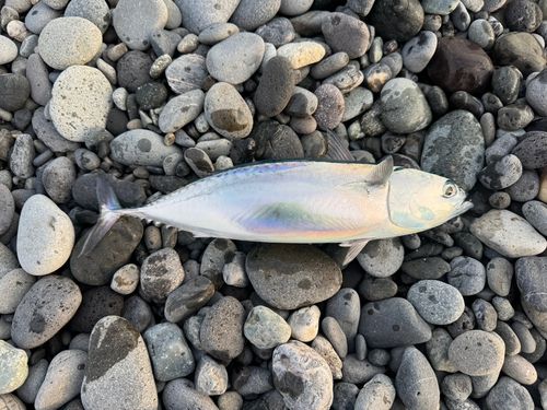 マルソウダの釣果