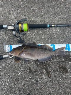 アイナメの釣果