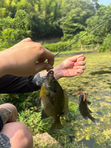 ブラックバスの釣果