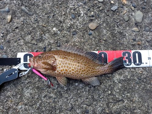 オオモンハタの釣果