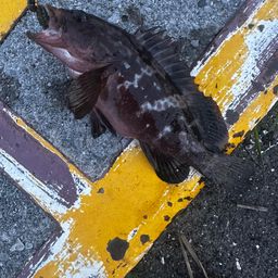 タケノコメバル