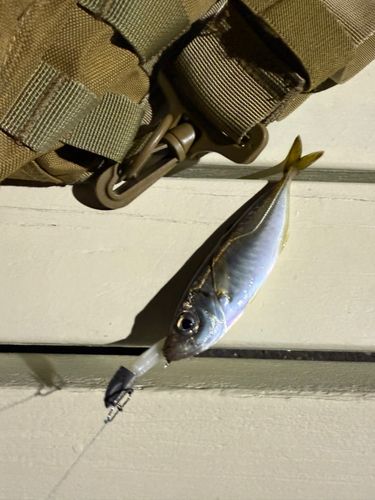 マアジの釣果