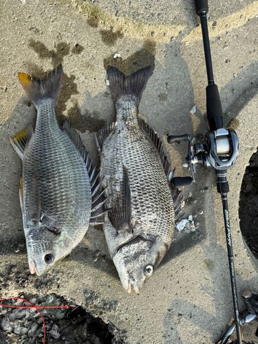 チヌの釣果