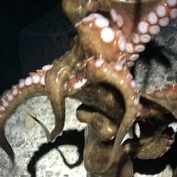 タコ