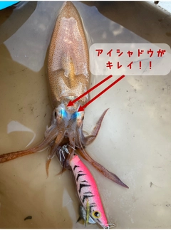 スルメイカの釣果