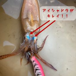スルメイカ