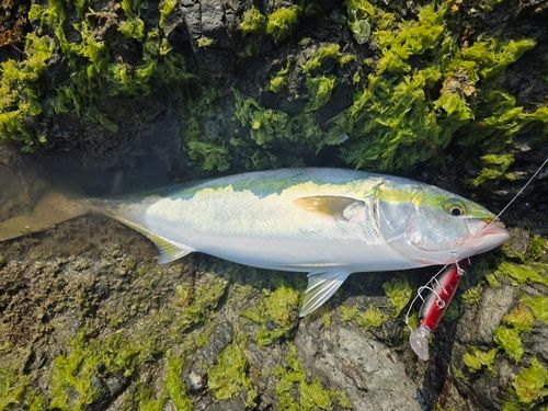 ヤズの釣果