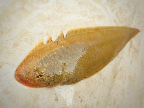 シタビラメの釣果