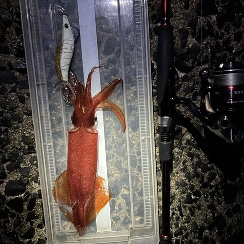 ケンサキイカの釣果