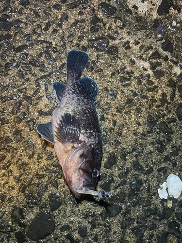 ソイの釣果