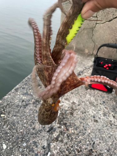 タコの釣果