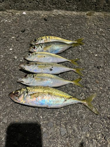 アジの釣果