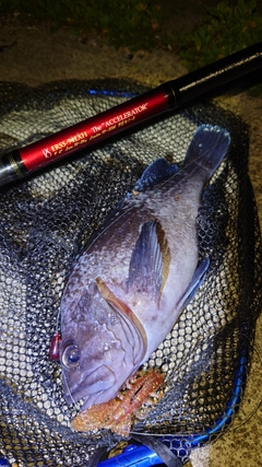 マゾイの釣果