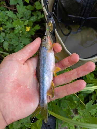 カワムツの釣果