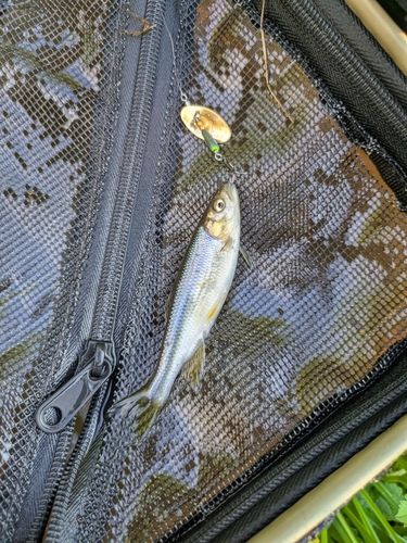 カワムツの釣果