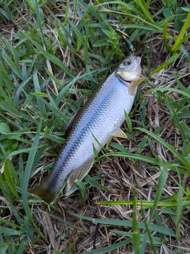 カワムツの釣果