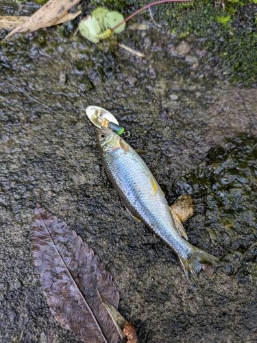 カワムツの釣果