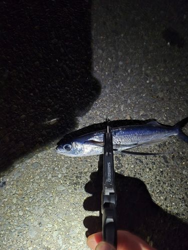 トビウオの釣果